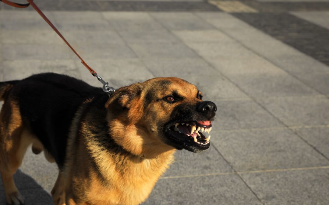 Leinenpöbeln: Ein Verhaltensproblem bei Hunden verstehen und lösen