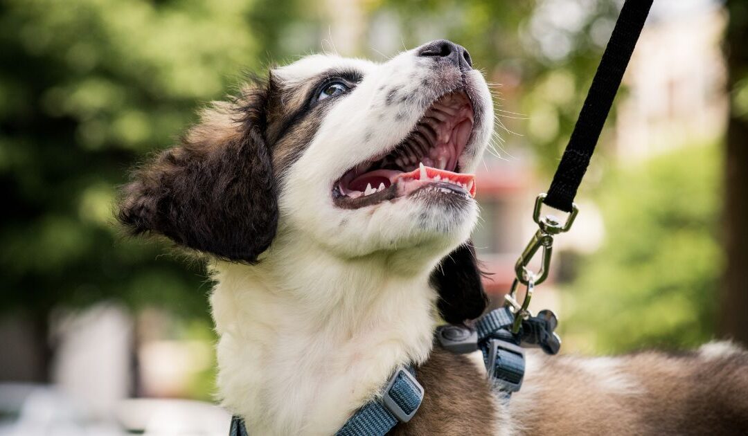 Leinenführigkeit trainieren🐶 Einfache Tipps für Anfänger zum stressfreien Gassigehen