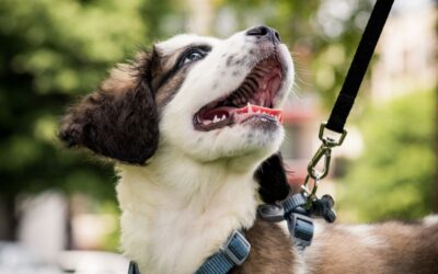 Leinenführigkeit Hunde 🐶 Einfache Tipps für Anfänger zum stressfreien Gassigehen
