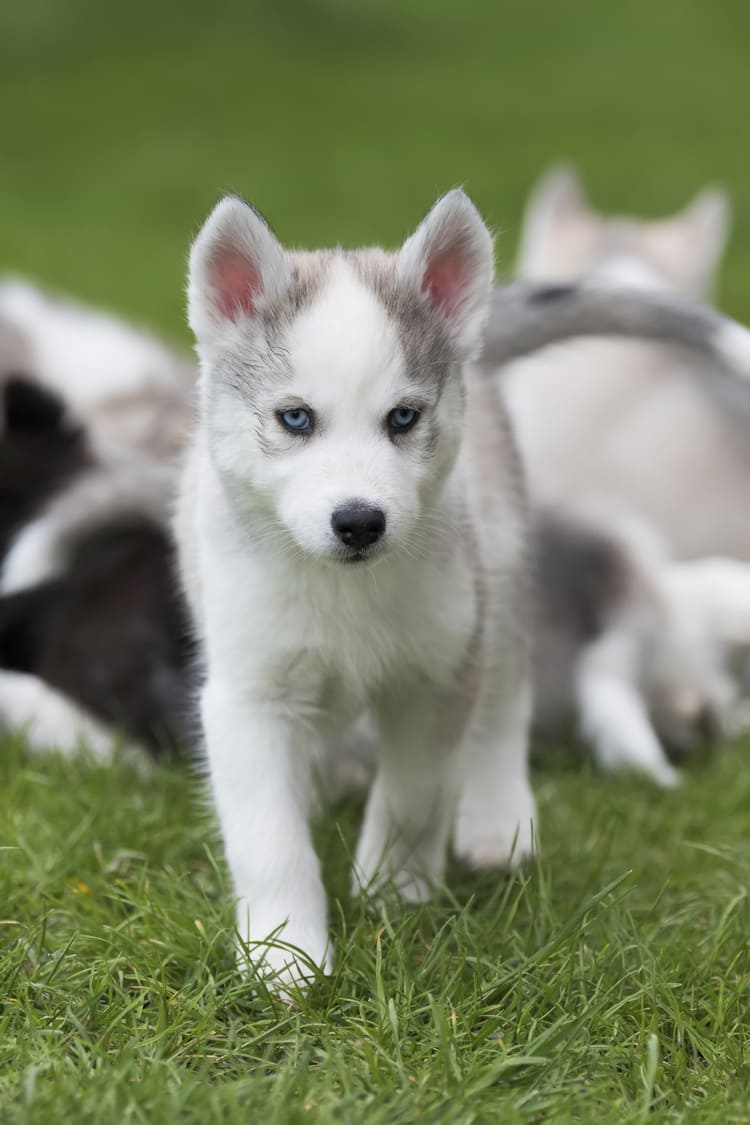 hundeschule Königstein im Taunus