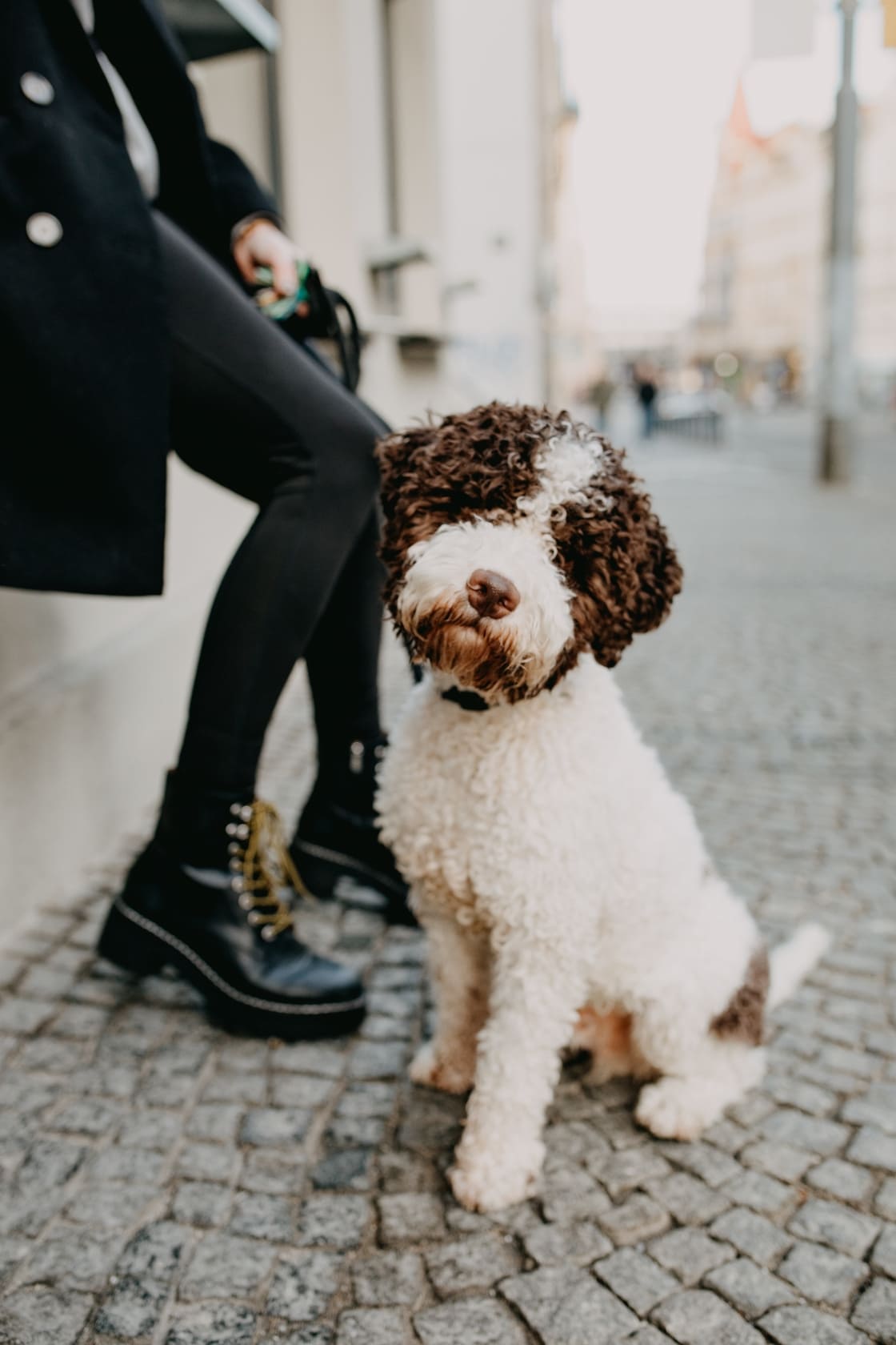 Hundeschule Niedernhausen