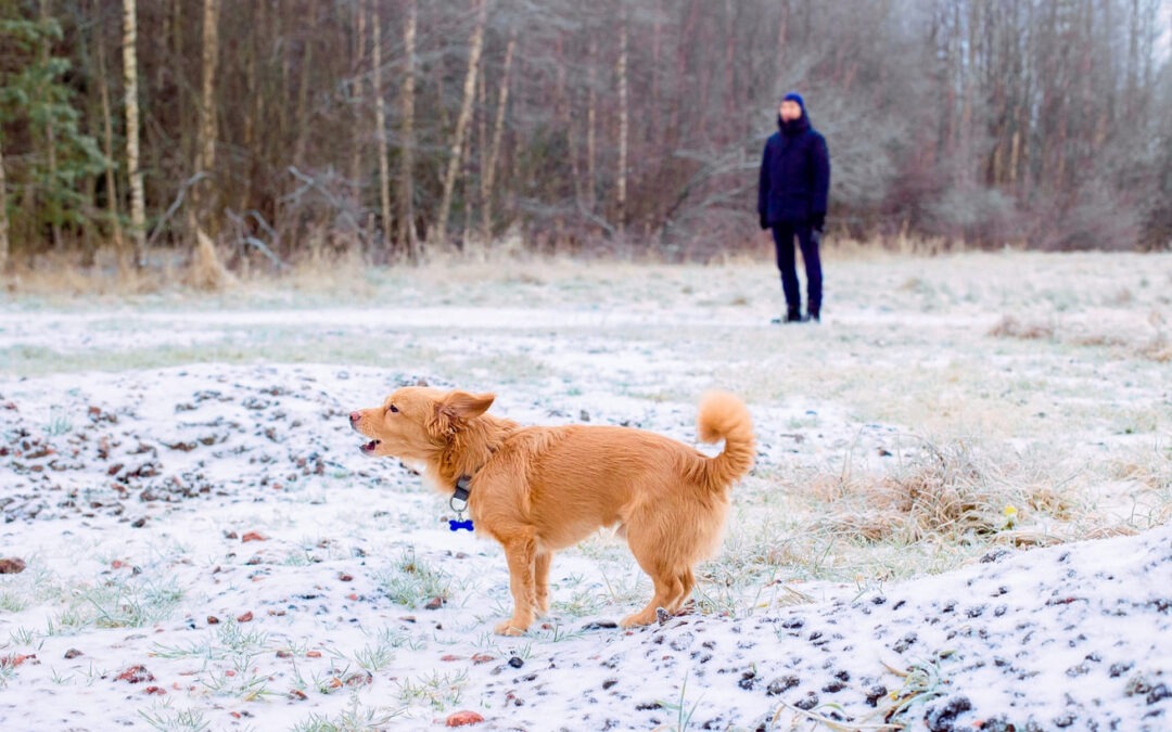 Hundegebell