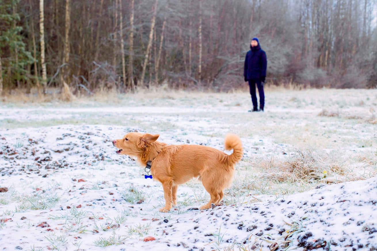 gute hunde-erziehung