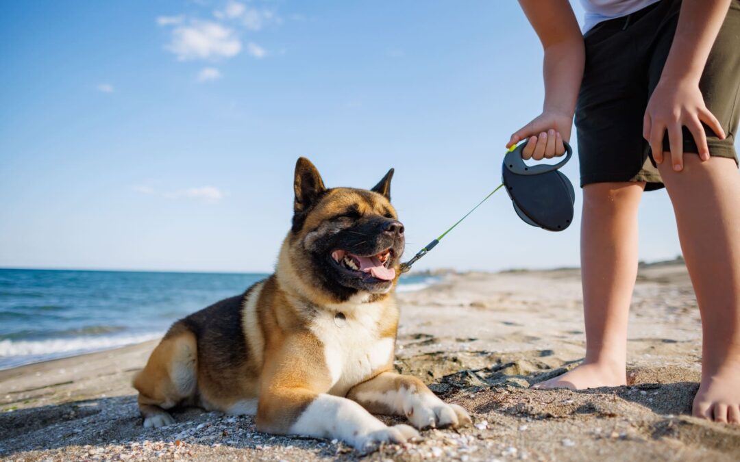 Leinenführigkeit bei Hunden