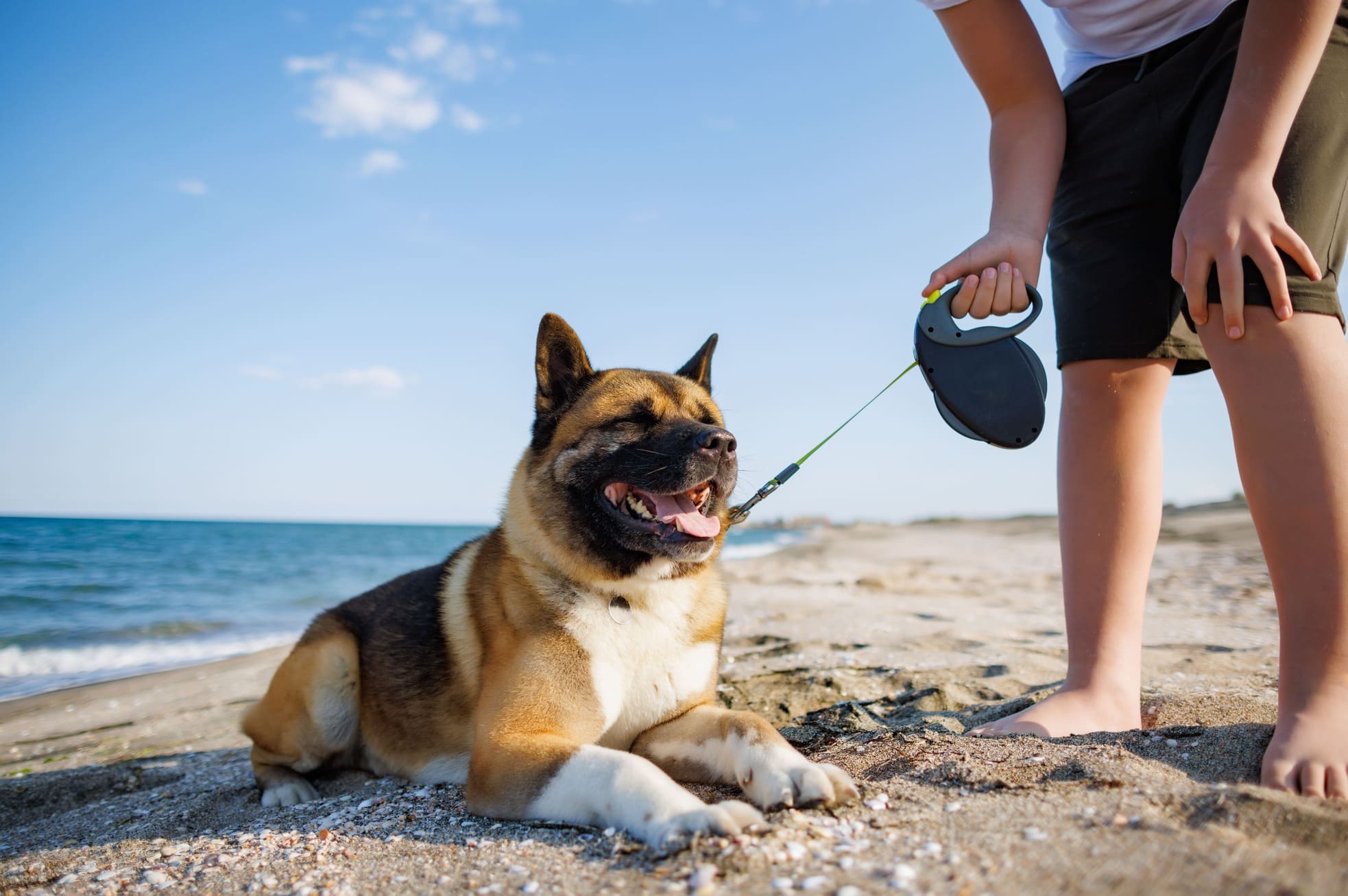 leinenführigkleit bei hunden