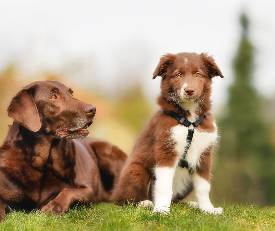 welpe oder erwachsener Hund