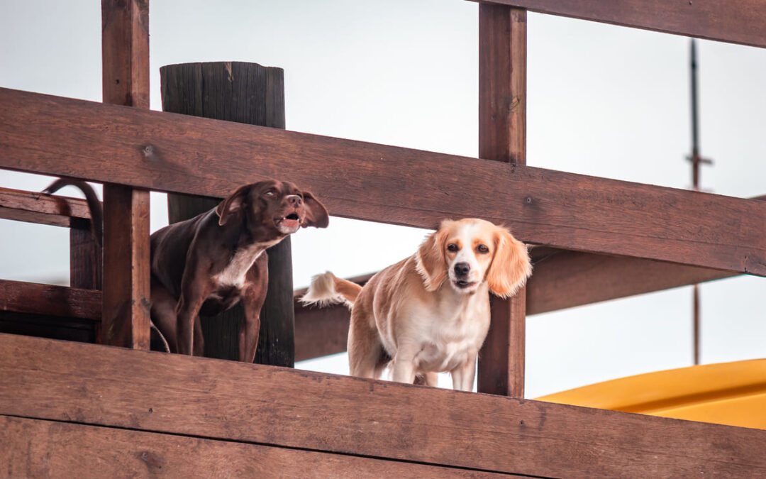 Trennungsstress bei Hunden